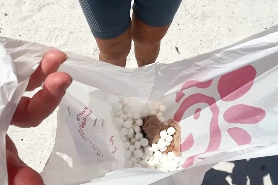 Hundreds of Toxic Mothballs Found on St. Pete Beach Days Before Black Skimmer Nesting