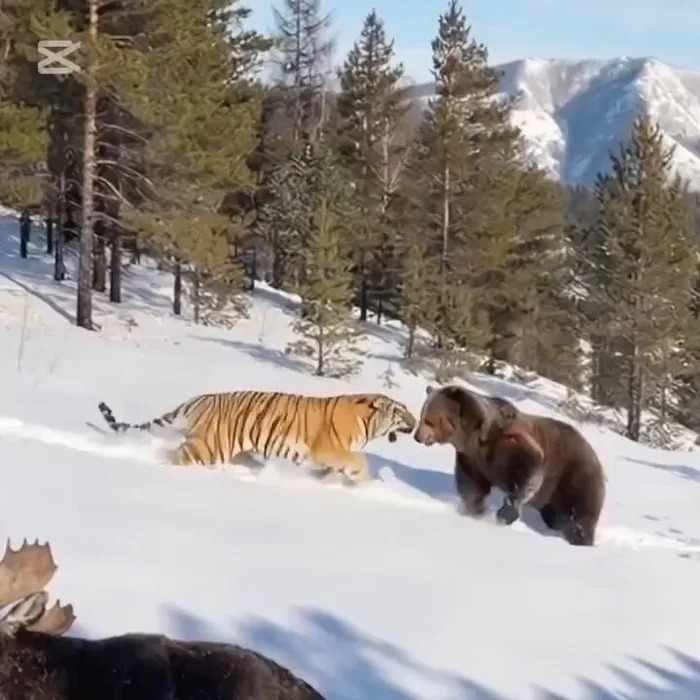 Provereno: Viralni video medveda i tigra NIJE autentičan — AI detektori 97–99.9% verovatnoće