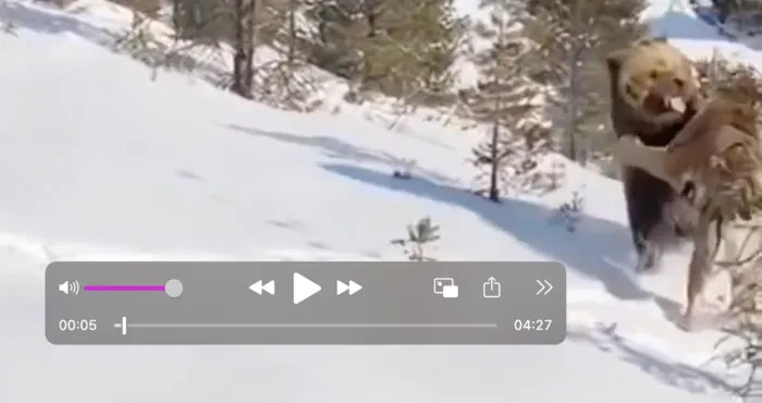 Provereno: Viralni video medveda i tigra NIJE autentičan — AI detektori 97–99.9% verovatnoće