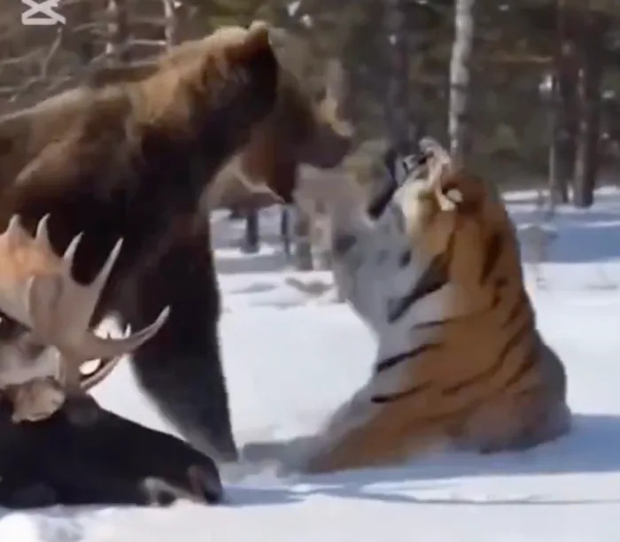 Provereno: Viralni video medveda i tigra NIJE autentičan — AI detektori 97–99.9% verovatnoće