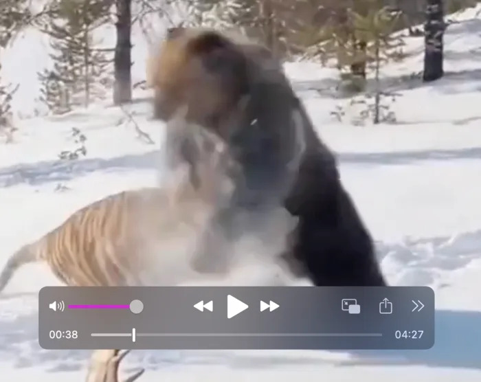 Provereno: Viralni video medveda i tigra NIJE autentičan — AI detektori 97–99.9% verovatnoće