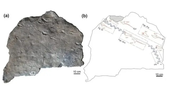 Fosilni otisci iz Južne Koreje otkrivaju: pterosaur jurio plen po kopnu — novi rod Jinjuichnus procerus