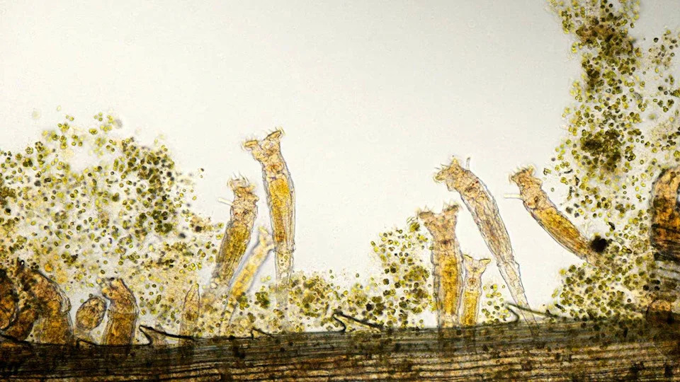 Oživljen rotifer star 24.000 godina iz sibirskog permafrosta — aseksualno se razmnožio