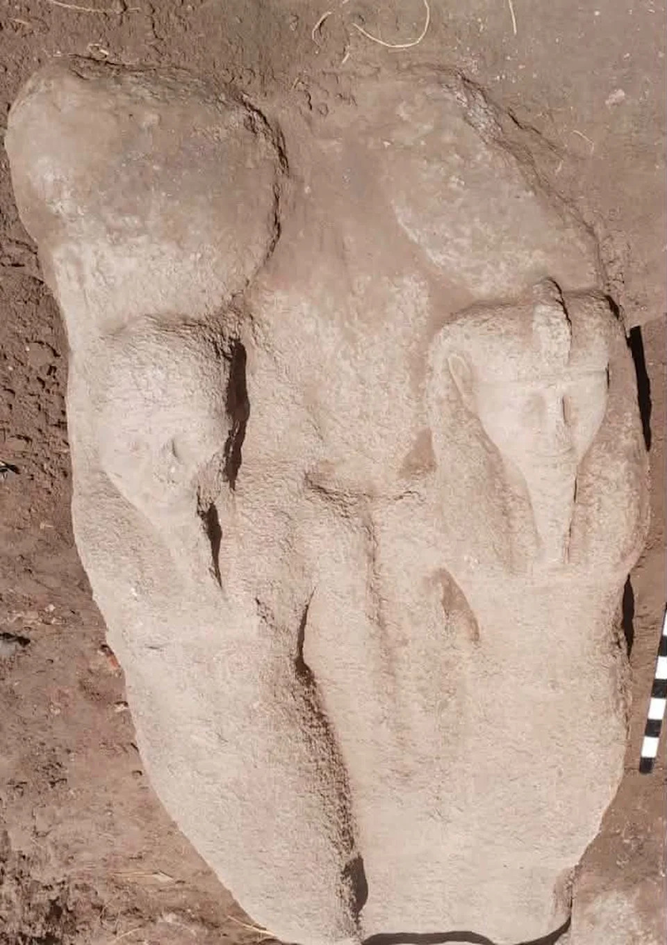 Otkriven Gornji Deo Statue Ramzesa II Visok 7,2 Stope (≈2,2 m) u Tel Faraounu