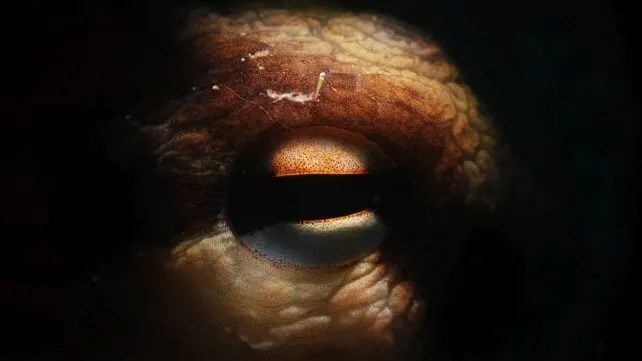 Nedeljni naučni pregled — Oktopodi do 19 m, obećavajuća personalizovana mRNA vakcina i „zmajske ljuske“ na Marsu