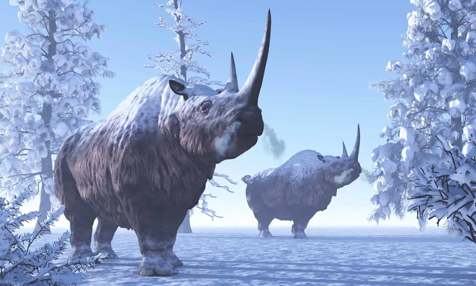 23 Miliona Godina Stari ‚Mrazovitiʼ Nosorog Otkriva: Nosorozi Su Nekada Lutali Visokim Arktikom