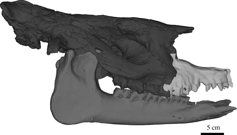 23 Miliona Godina Stari ‚Mrazovitiʼ Nosorog Otkriva: Nosorozi Su Nekada Lutali Visokim Arktikom