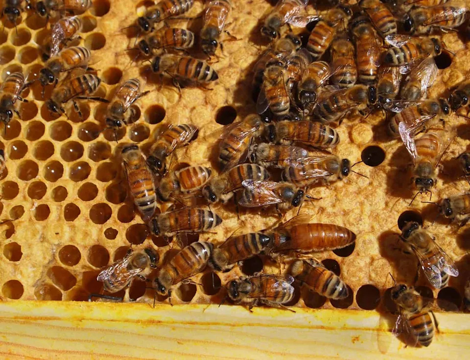 Kako Pčele Kažu „Izvini“: Novo Istraživanje Pokazuje da 'Whoop' Zvuk Izražava Iznenađenje