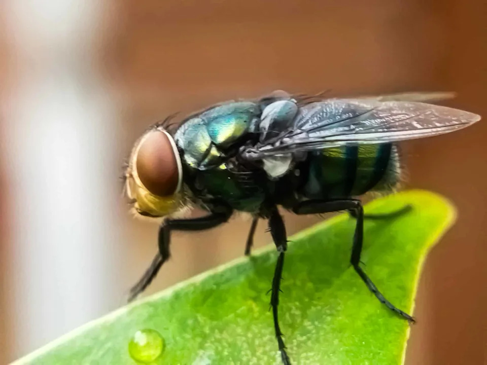 Screwworm Se Opasno Približava Teksasu: Parazit Koji Jede Živo Tkivo Na 90 Milja