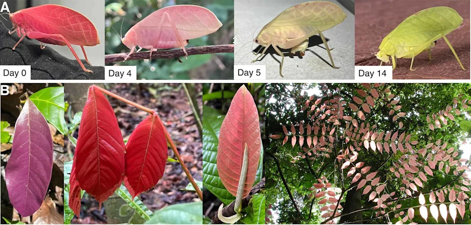 Neon-ružičasti katidid nije greška — otkrivena sofisticirana maskirna strategija