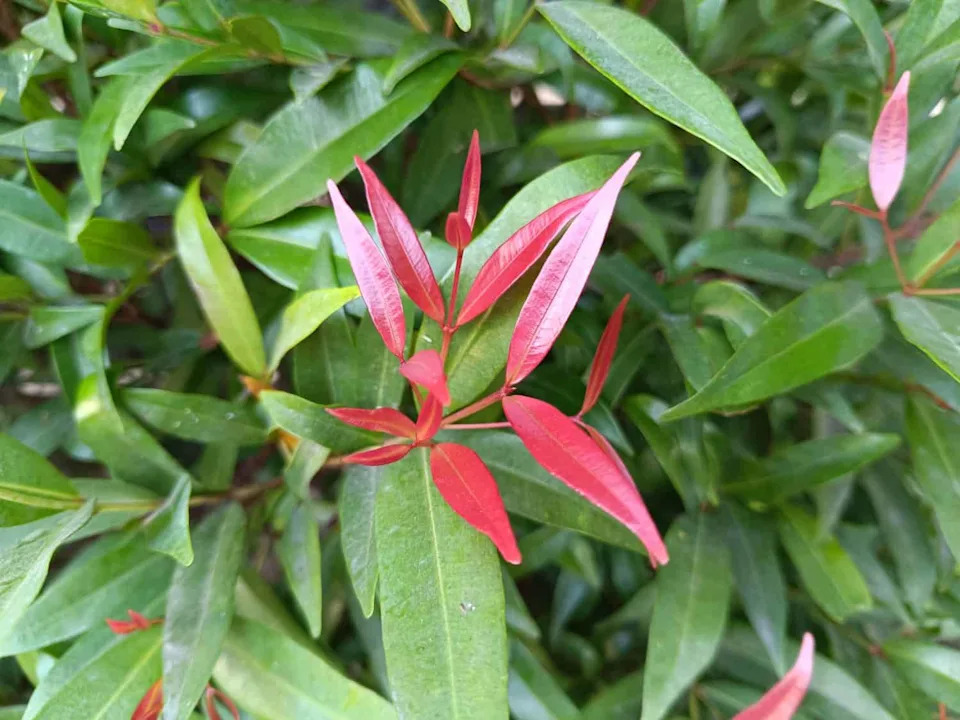 Neon-ružičasti katidid nije greška — otkrivena sofisticirana maskirna strategija