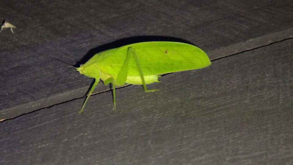 Neon-ružičasti katidid nije greška — otkrivena sofisticirana maskirna strategija