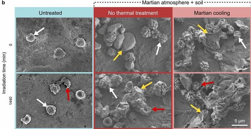 Gljiva iz NASA čistih prostorija može da preživi put do Marsa — šta to znači za planetarnu zaštitu?