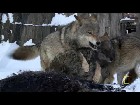 40 Godina Posle Černobila: Vukovi Moguće Prilagođeni Životu Uz Radijaciju