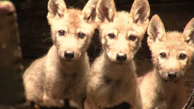 40 Godina Posle Černobila: Vukovi Moguće Prilagođeni Životu Uz Radijaciju