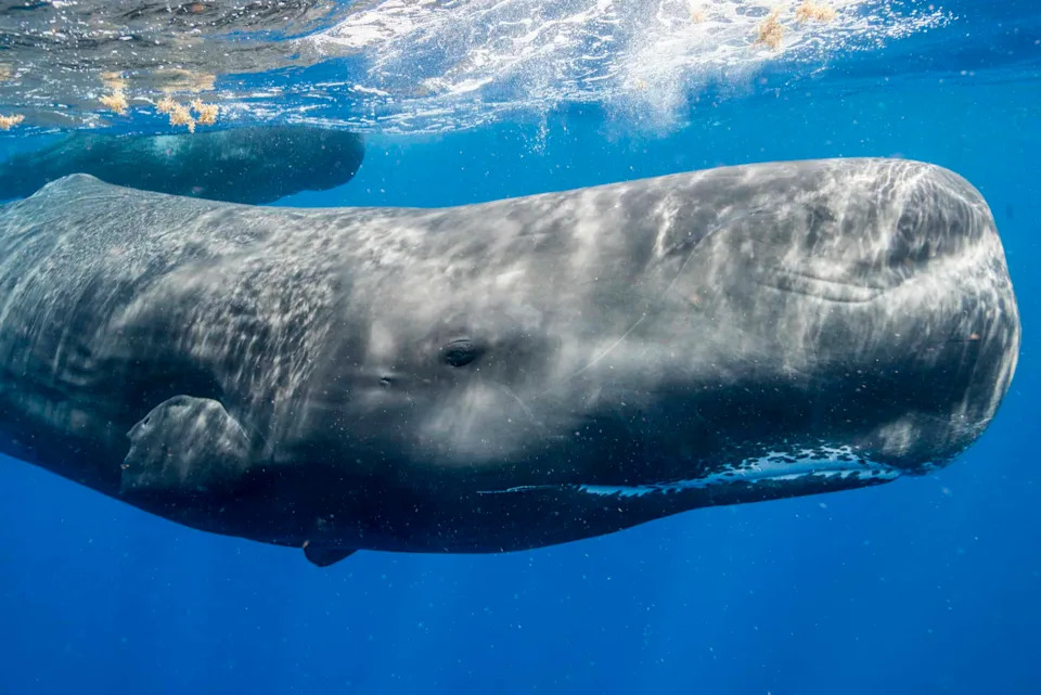 Glavate kite govore vekovima — Project CETI otkrio fonetsko pismo i radi na prevodu njihovog jezika