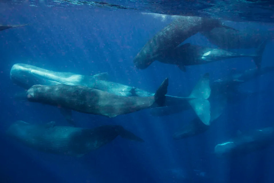 Glavate kite govore vekovima — Project CETI otkrio fonetsko pismo i radi na prevodu njihovog jezika