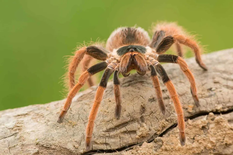 Otkriven Rod Satyrex: Mužjaci Tarantula Sa Najdužim Pedipalpima