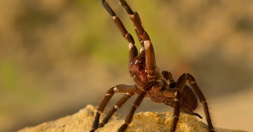 Otkriven Rod Satyrex: Mužjaci Tarantula Sa Najdužim Pedipalpima