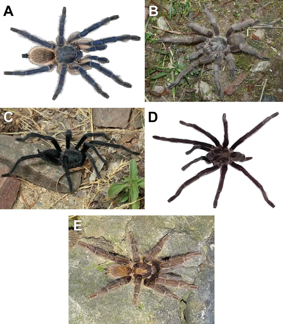 Otkriven Rod Satyrex: Mužjaci Tarantula Sa Najdužim Pedipalpima