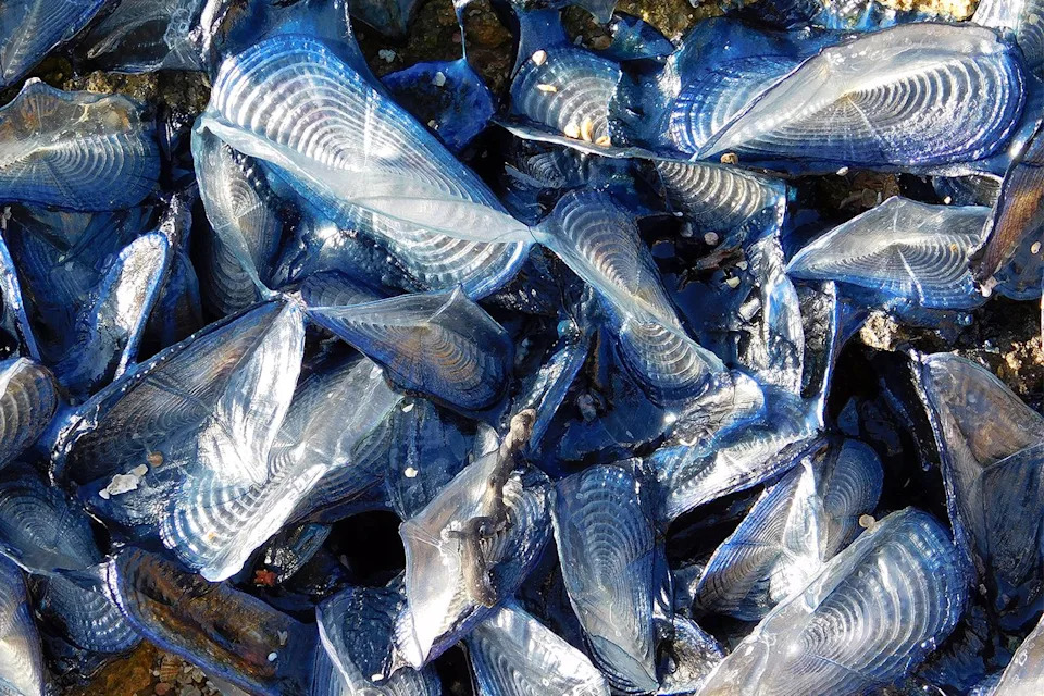 Thousands of Bright Blue 'By‑The‑Wind Sailors' Wash Ashore Near San Francisco's Golden Gate