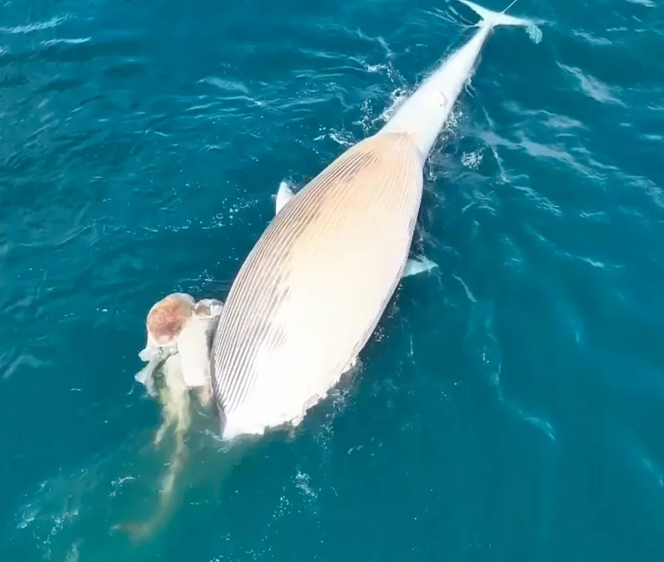 California Warns of Increased Shark Activity After 60‑Foot Fin Whale Towed Offshore