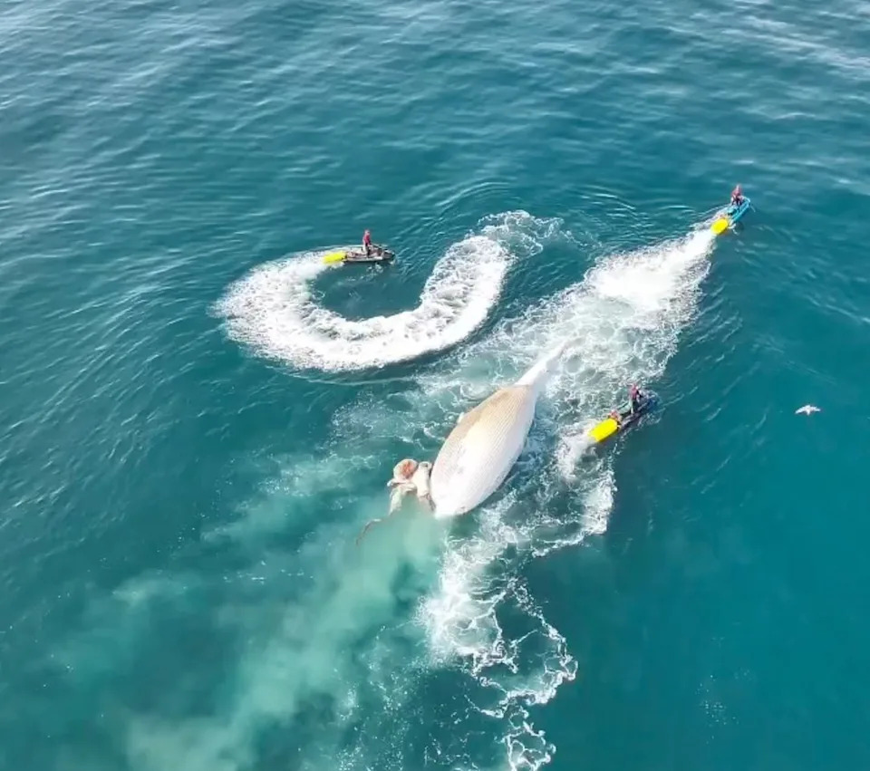 California Warns of Increased Shark Activity After 60‑Foot Fin Whale Towed Offshore