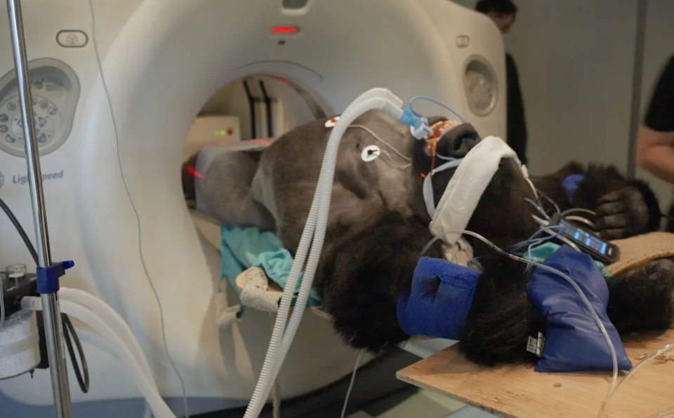 London Zoo Dobija Bolnicu Vrednu £20m — Posetioci Će Moći Da Gledaju Veterinarske Procedure Uživo