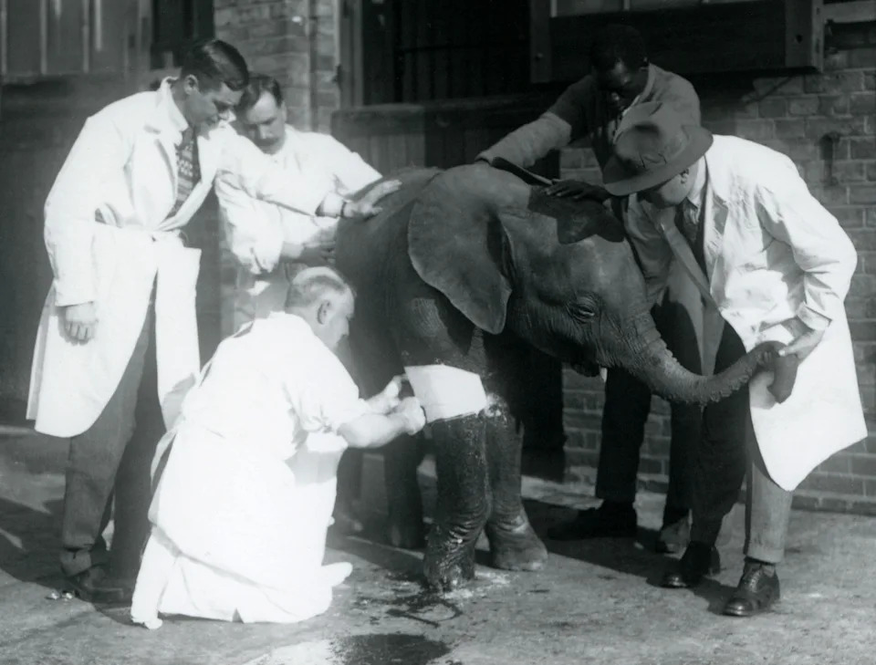 London Zoo Dobija Bolnicu Vrednu £20m — Posetioci Će Moći Da Gledaju Veterinarske Procedure Uživo