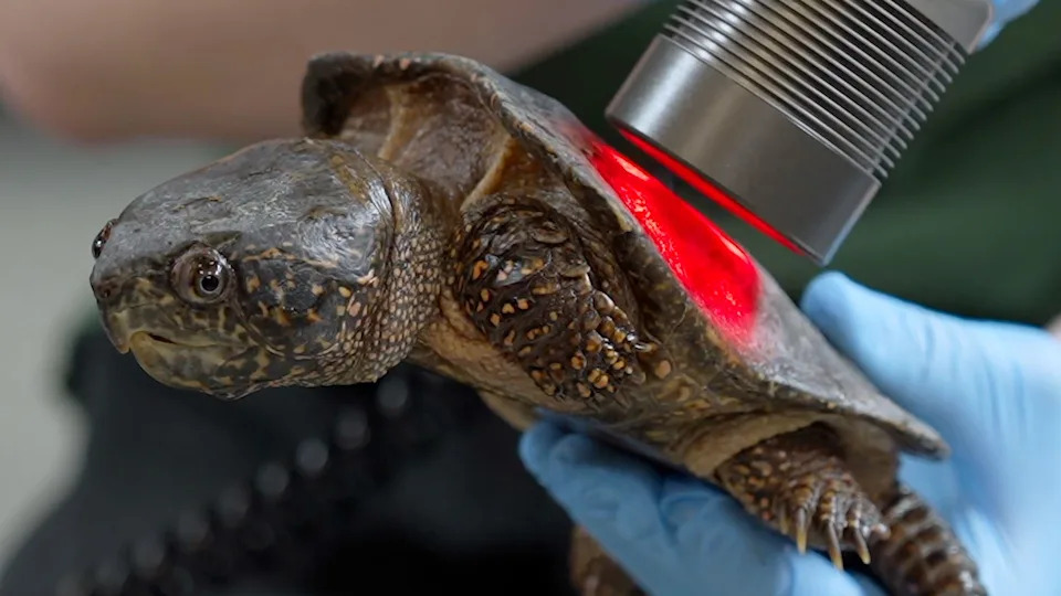 London Zoo Dobija Bolnicu Vrednu £20m — Posetioci Će Moći Da Gledaju Veterinarske Procedure Uživo