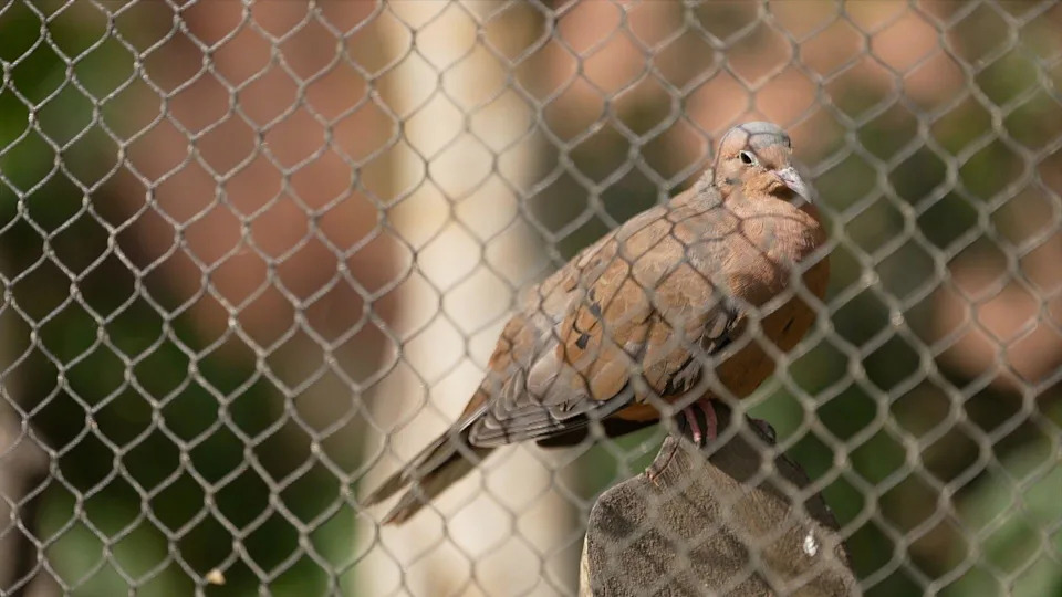 London Zoo Dobija Bolnicu Vrednu £20m — Posetioci Će Moći Da Gledaju Veterinarske Procedure Uživo