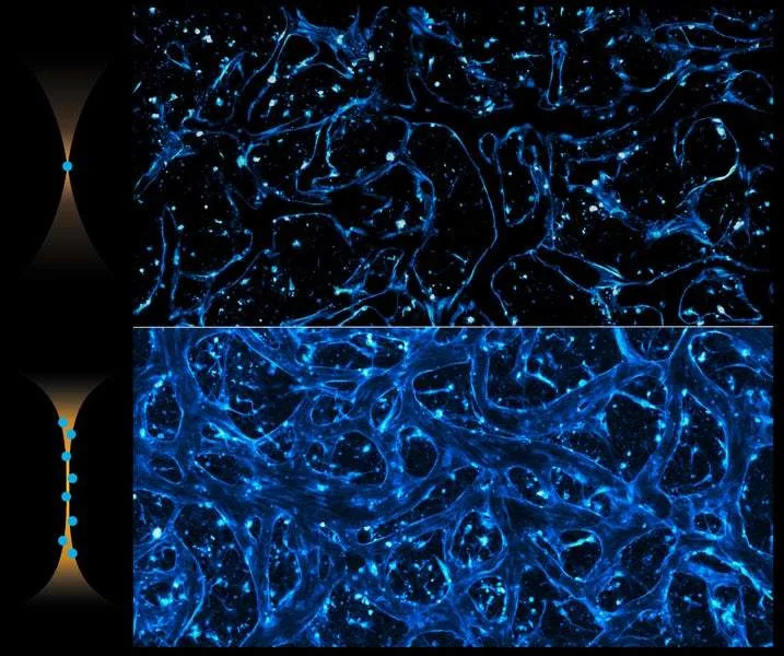 MIT-ov samorganizujući laser ubrzava 3D snimanje krvno‑moždane barijere — 25× brže sa 'pencil beam' snopom