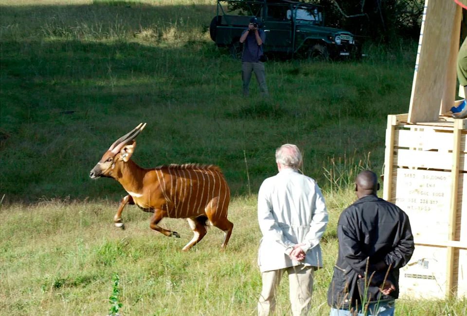 Critically Endangered Mountain Bongos Return Home to Kenya From Czech Zoo