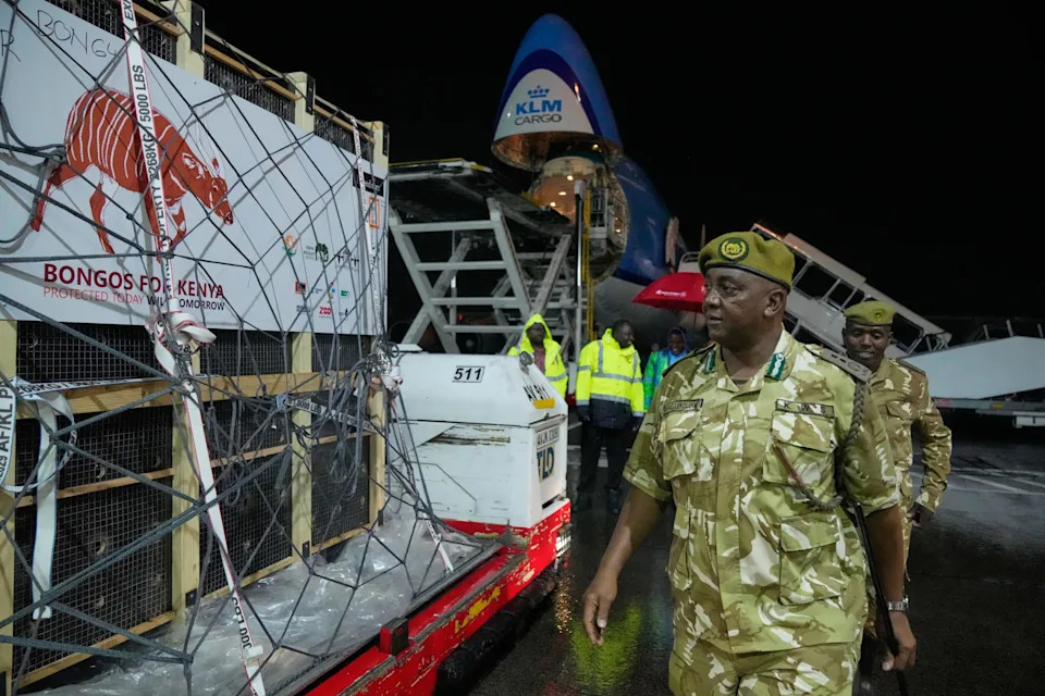 Critically Endangered Mountain Bongos Return Home to Kenya From Czech Zoo