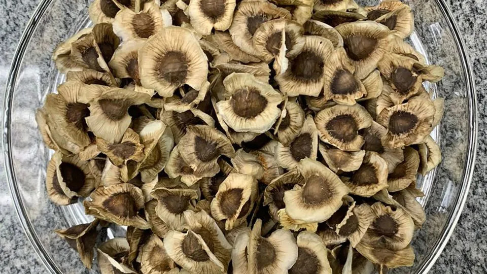 Moringa Filtrira 98,5% PVC Mikroplastike: Prirodno Rešenje Za Pročišćavanje Vode