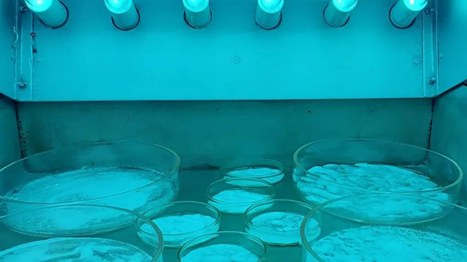 Moringa Filtrira 98,5% PVC Mikroplastike: Prirodno Rešenje Za Pročišćavanje Vode