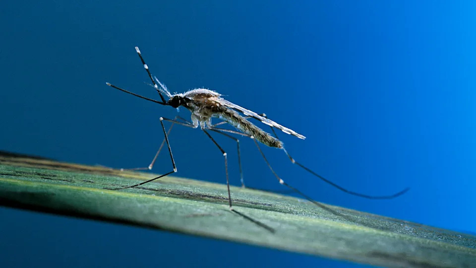 Malaria Je Oblikovala Migracije Ranih Ljudi: Studija Pokazuje Da Su Praistorijska Naselja Izbegavala Žarišta Više Od 70.000 Godina
