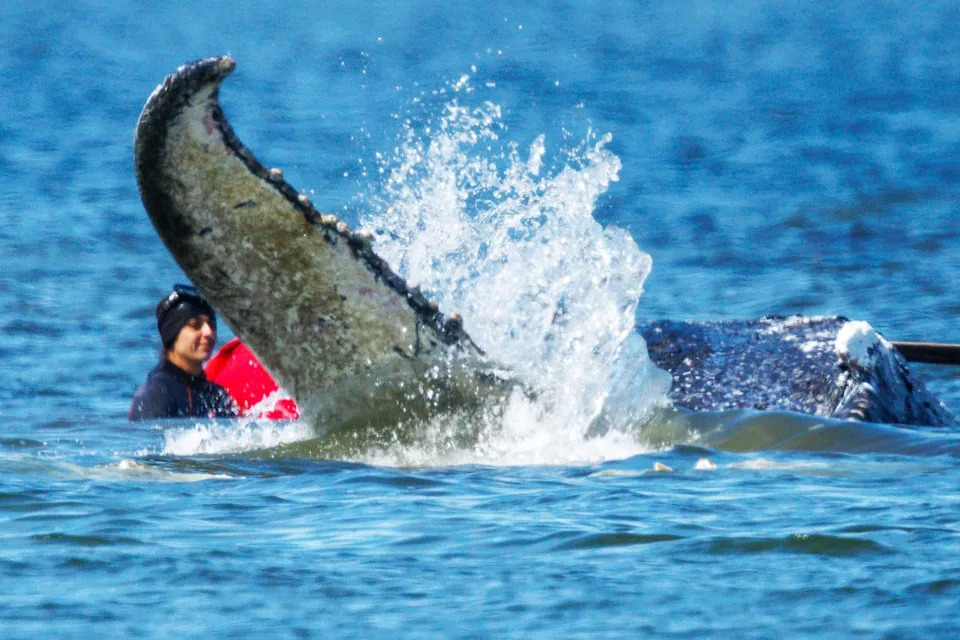 Timmy the Humpback Freed: Young Whale Moved by Barge After Weeks Stranded in Baltic Shallows