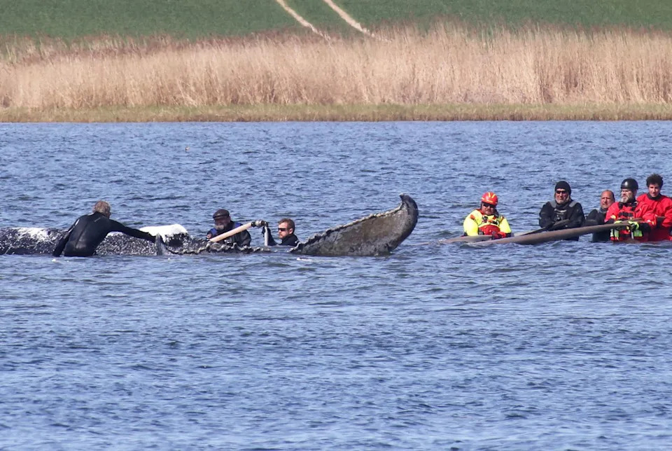 Timmy the Humpback Freed: Young Whale Moved by Barge After Weeks Stranded in Baltic Shallows