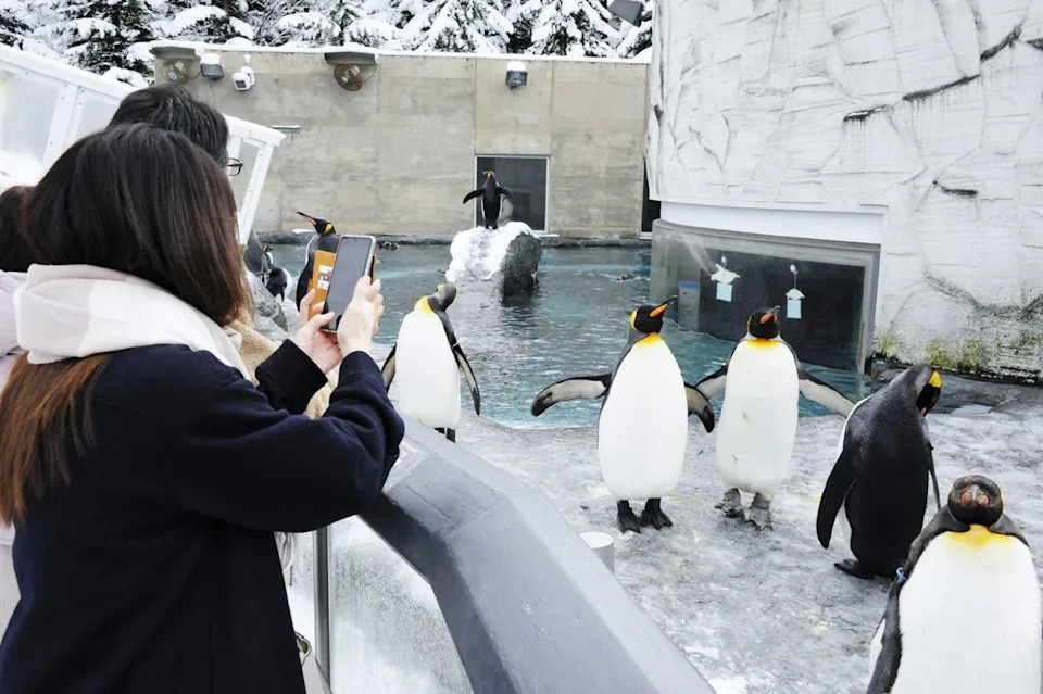 Asahiyama Zoo Closed After Worker Allegedly Burned Wife in On-Site Incinerator, Police Say
