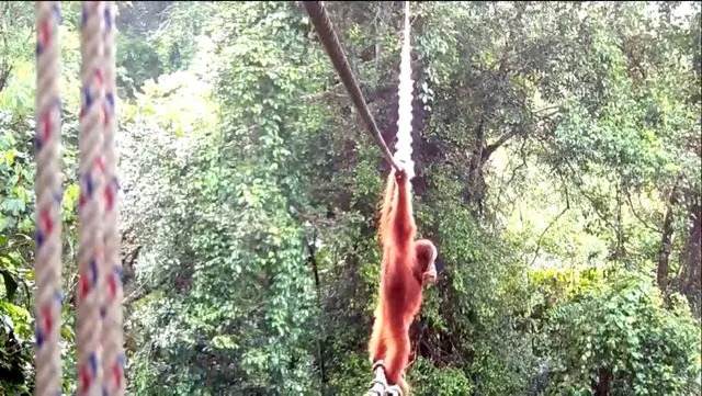Historic Conservation Win: Sumatran Orangutan Uses Human-Made Canopy Bridge to Cross Busy Road