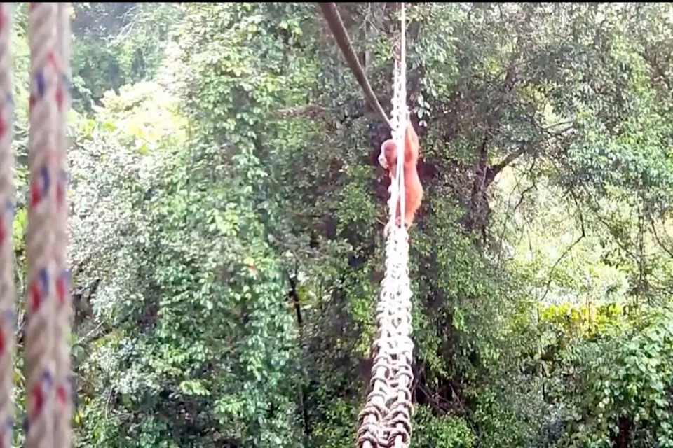 Historic Conservation Win: Sumatran Orangutan Uses Human-Made Canopy Bridge to Cross Busy Road