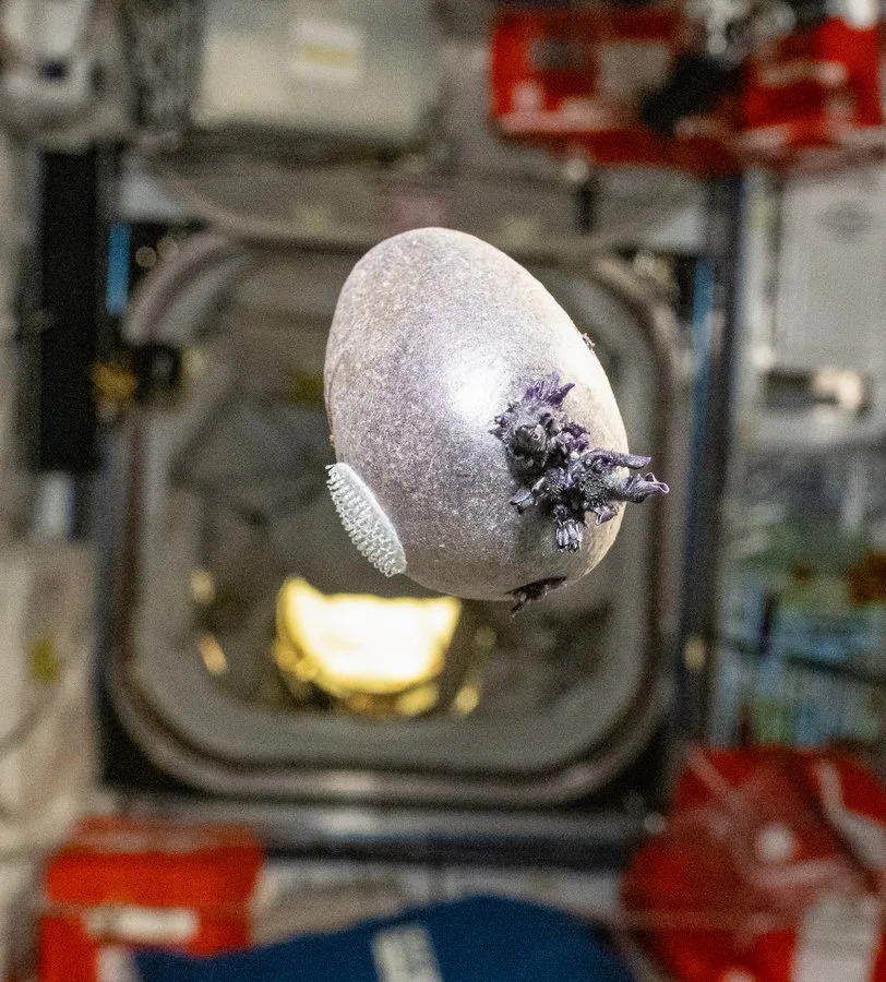 Meet Spudnik: The Purple Potato Don Pettit Grew Aboard the ISS
