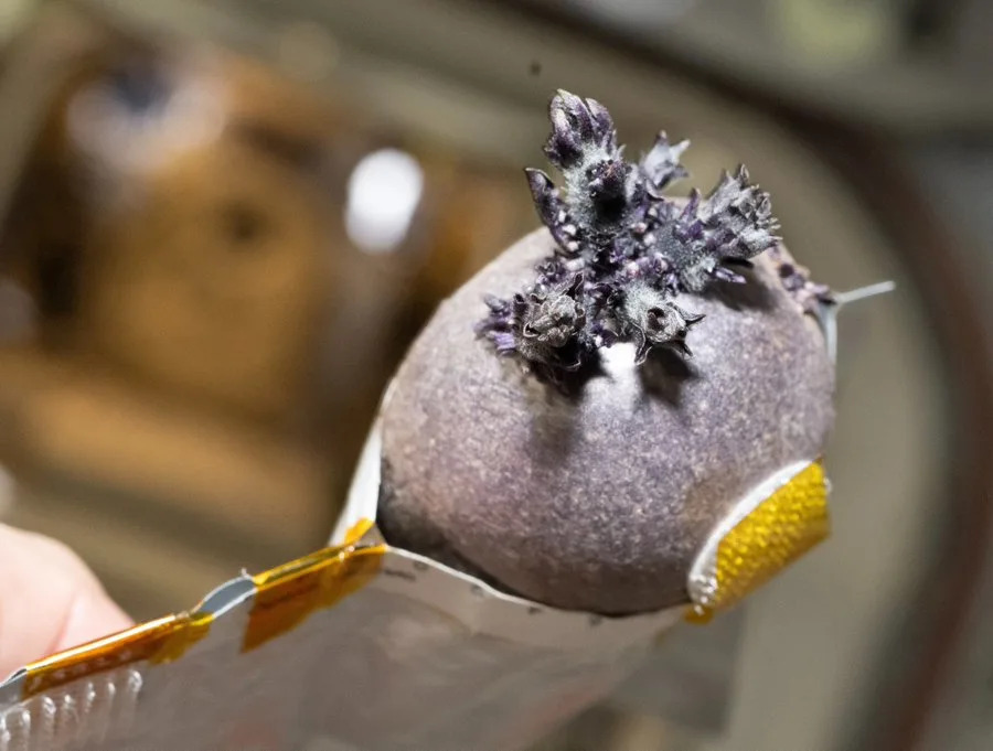 Meet Spudnik: The Purple Potato Don Pettit Grew Aboard the ISS