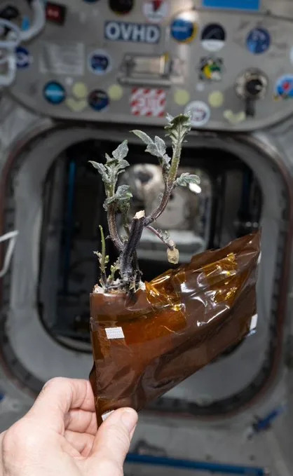 Meet Spudnik: The Purple Potato Don Pettit Grew Aboard the ISS