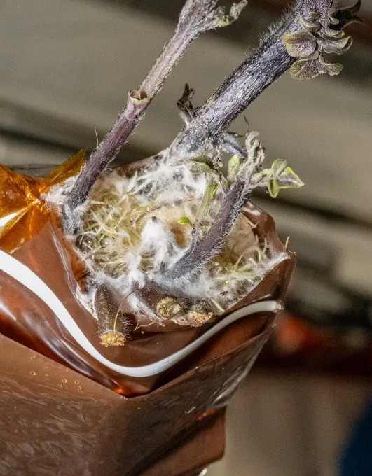 Meet Spudnik: The Purple Potato Don Pettit Grew Aboard the ISS