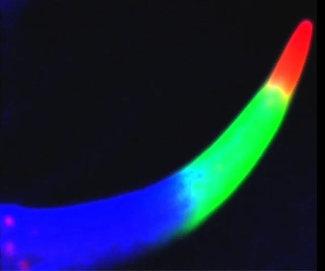 Metal-Armed Scorpions: How Zinc and Manganese Reinforce Stingers and Pincers