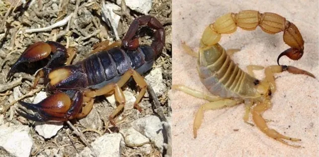 Metal-Armed Scorpions: How Zinc and Manganese Reinforce Stingers and Pincers