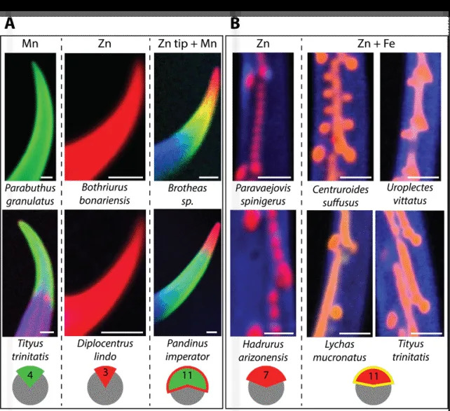 Metal-Armed Scorpions: How Zinc and Manganese Reinforce Stingers and Pincers