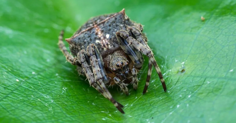 Kako Darwinov Pauk Pravi Svilu Koja Je 10 Puta Jača Od Kevlara